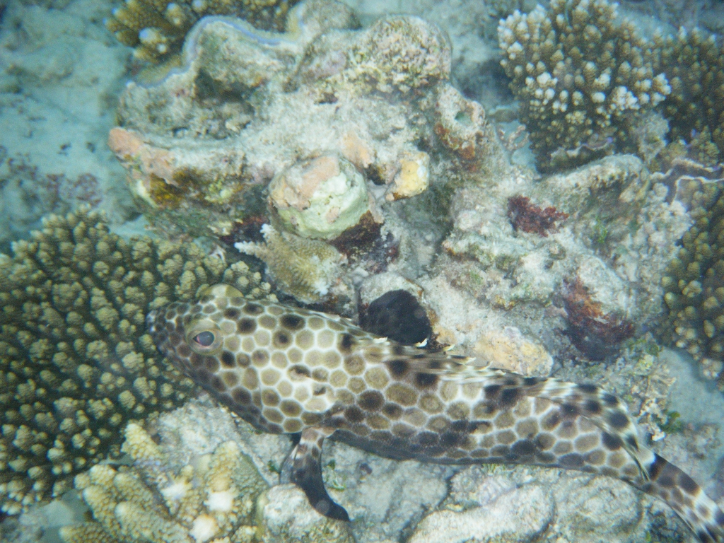 Maldives-17OCT2010 239 Maldives-17OCT2010 239